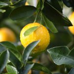 Balancing food safety and sustainability