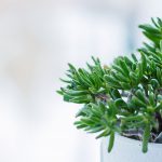 How to fight the pollution inside your home