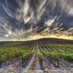The California spirit: Explore the culinary wonders of the Golden State